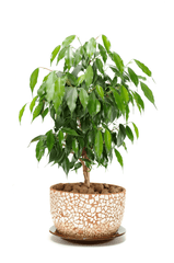 Weeping Fig tree: toxic to rabbits.
