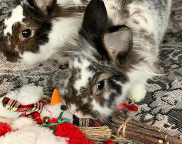 Two fuzzy, brown and white rabbits enjoy playing with their rabbit-friendly toys.