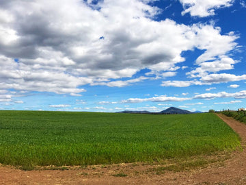 Field of hay bales under a blue sky