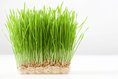 Wheatgrass plant for pet nutrition.