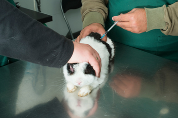 A small balck and white rabbit receiving vaccination care with their trusted vet.