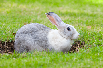 Grey and white rabbit digging and sititng in dirt outside.