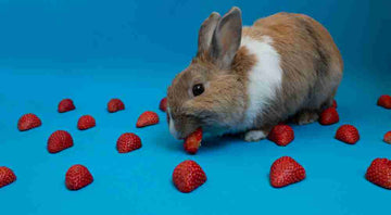 A small brown rabbits nibbling on sweet strawberries.