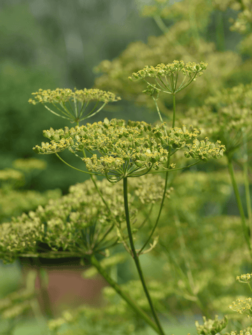 Wild parsnip plant, toxic to pets.