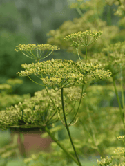 Wild parsnip plant, toxic to pets.