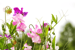 Wild peas plant: colorful flowers, risky for pets.
