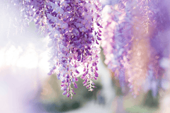 Purple wisteria flowers, toxic to rabbits