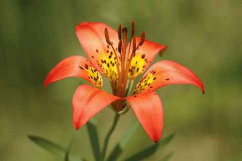 Wood Lily flower, toxic to cats.