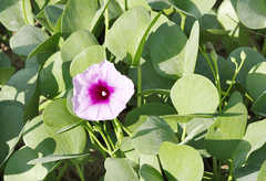 Toxic Woodrose plant with pink flowers.