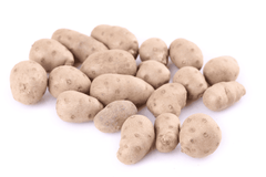 Yam bean plant, toxic to rabbits.