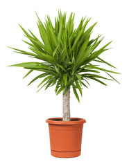 Yucca plant: Poisonous for rabbits