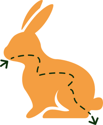 Rabbit Digestive System graphic