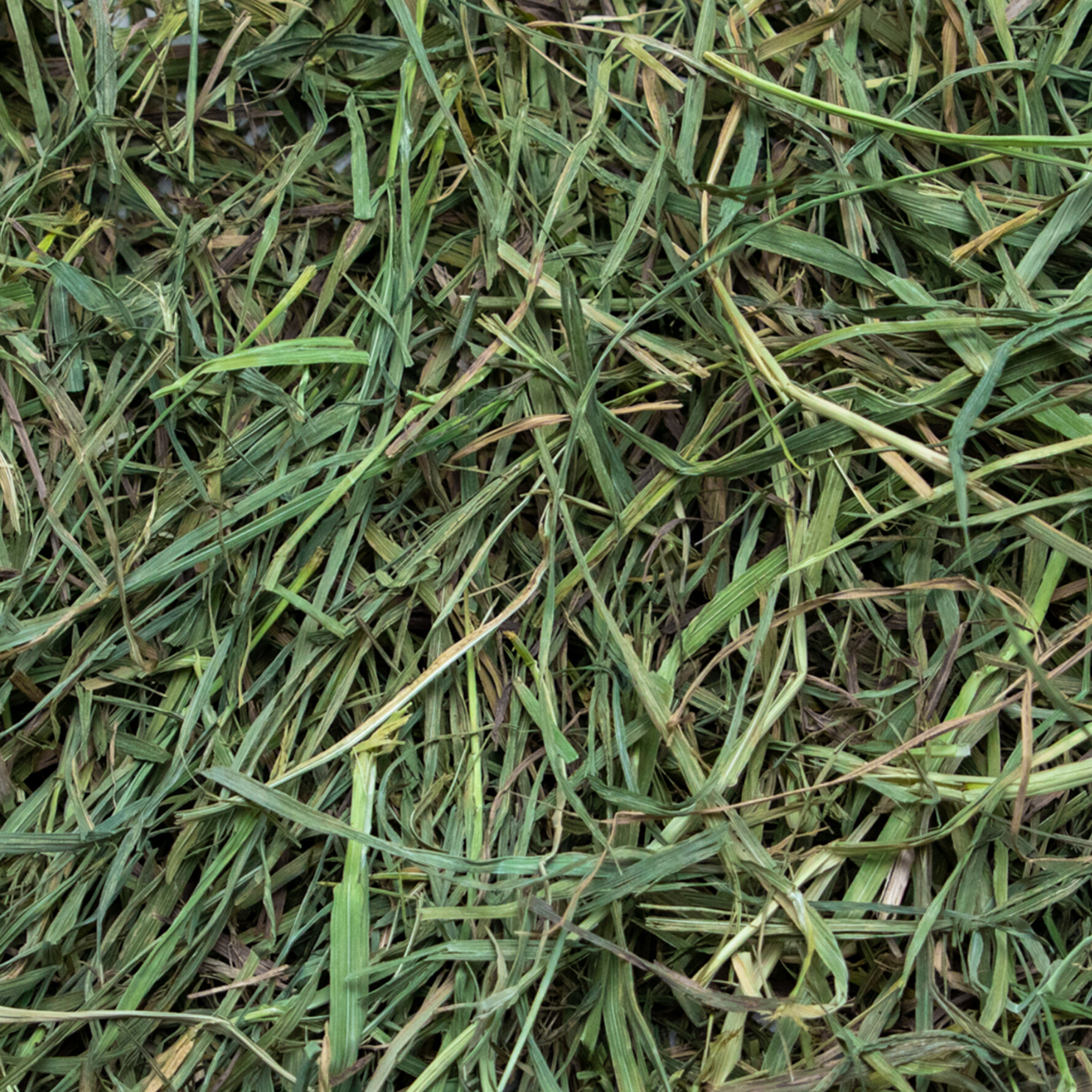 Ultra Premium Soft Timothy Hay - Close Up