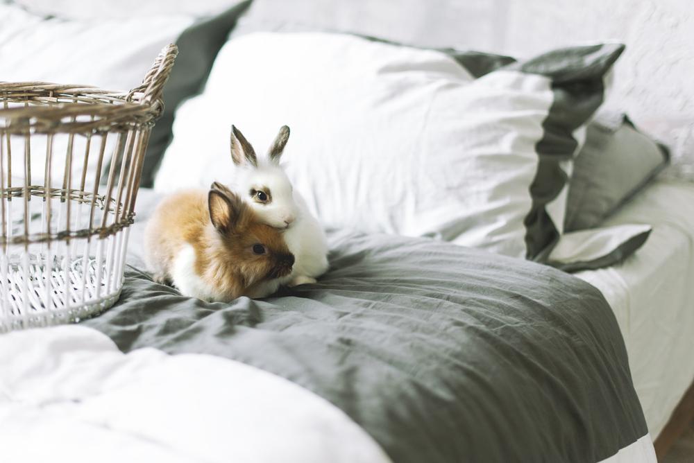 A a pair of rabbits sitting on a clean bed with a laundry basket