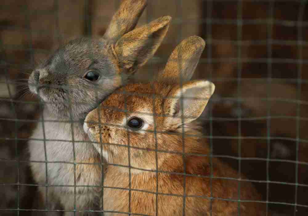 Video Rabbit Conten Rabbit Cage Essentials: 8 Tips for a Comfortable Habitat – Rabbit Hole Hay