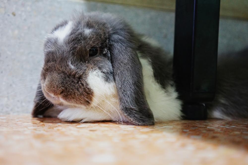 A rabbit hiding behind a table leg away from its owner.