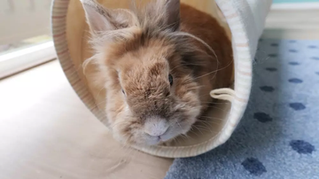 A cute rabbit playing in it