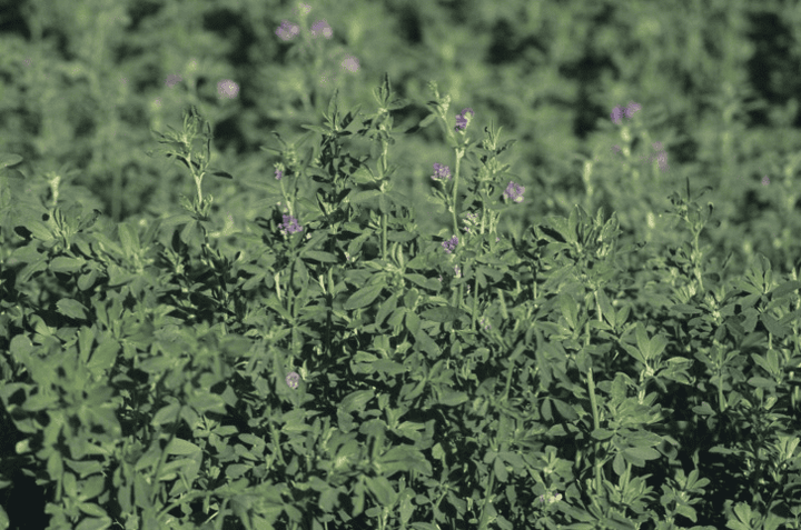 Alfalfa: rabbit-safe to offer freely with unlimited hay.