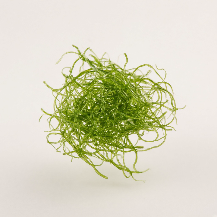 Keep Algae away from rabbits; it is not appropriate food.