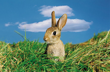 A small rabbit sitting in green grass.