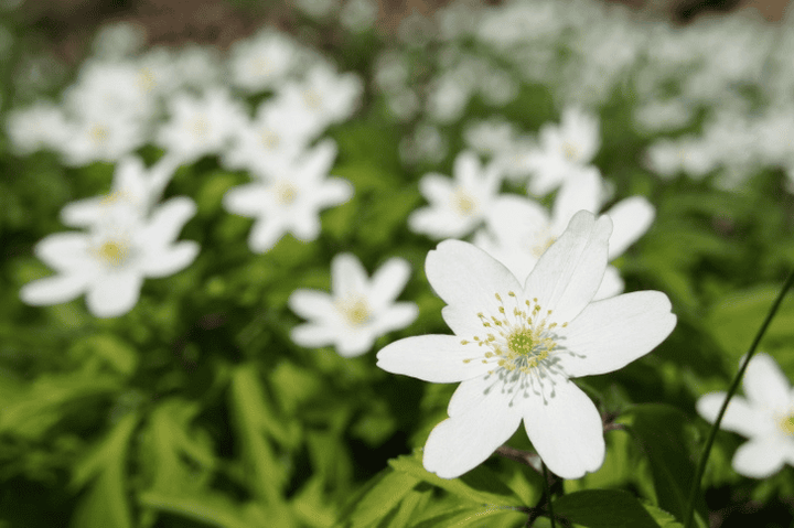 Anemone: unsafe for rabbits—remove it from browse areas.