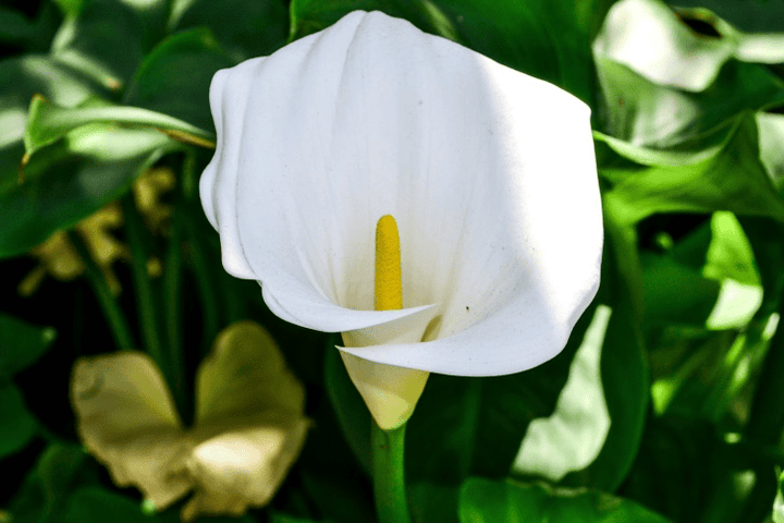 Arum Lily: unsafe for rabbits—remove it from browse areas.