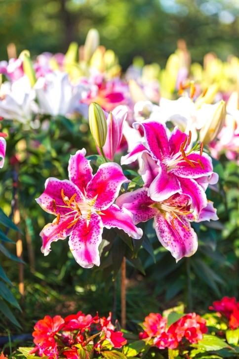 Asian Lily is toxic to rabbits—keep it away from the pen.