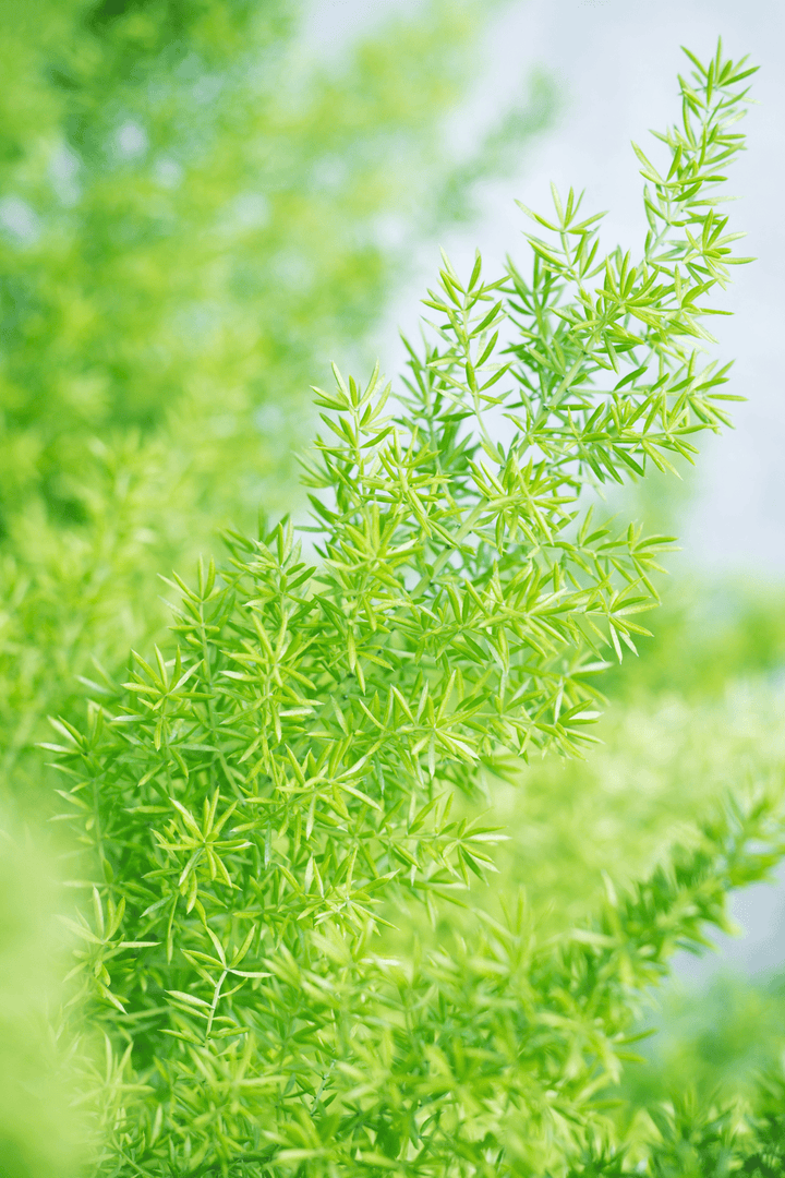 Asparagus fern: toxic to rabbits.