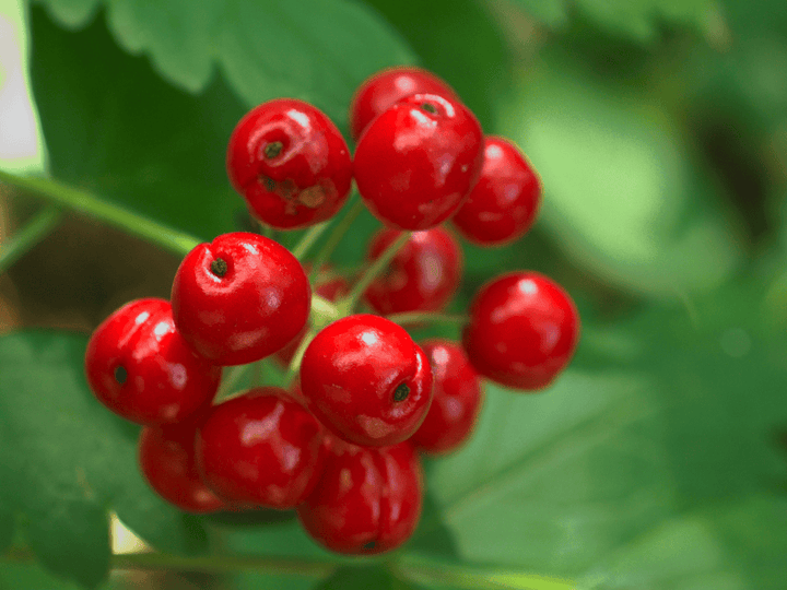 Baneberry is a poison risk for rabbits—avoid.