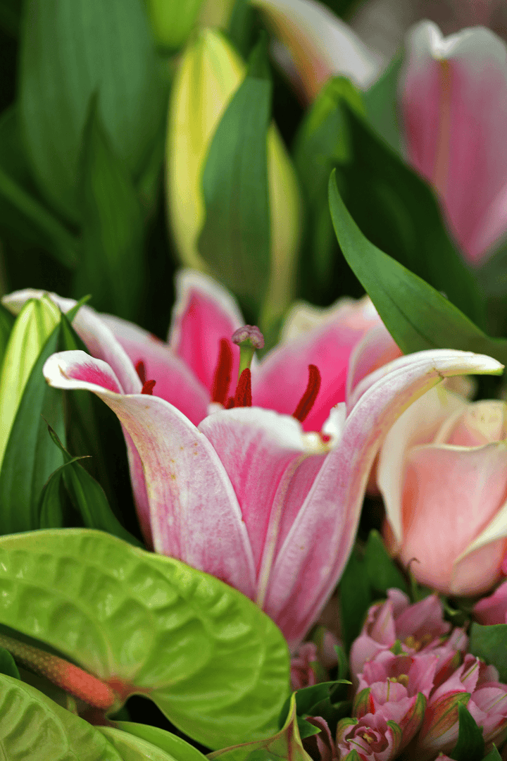 Barbados Lily: unsafe for rabbits—remove it from browse areas.