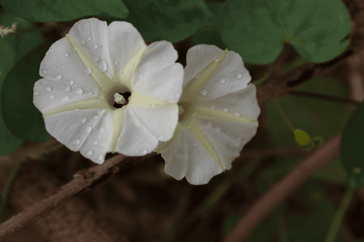 Bindweed is a poison risk for rabbits—avoid.