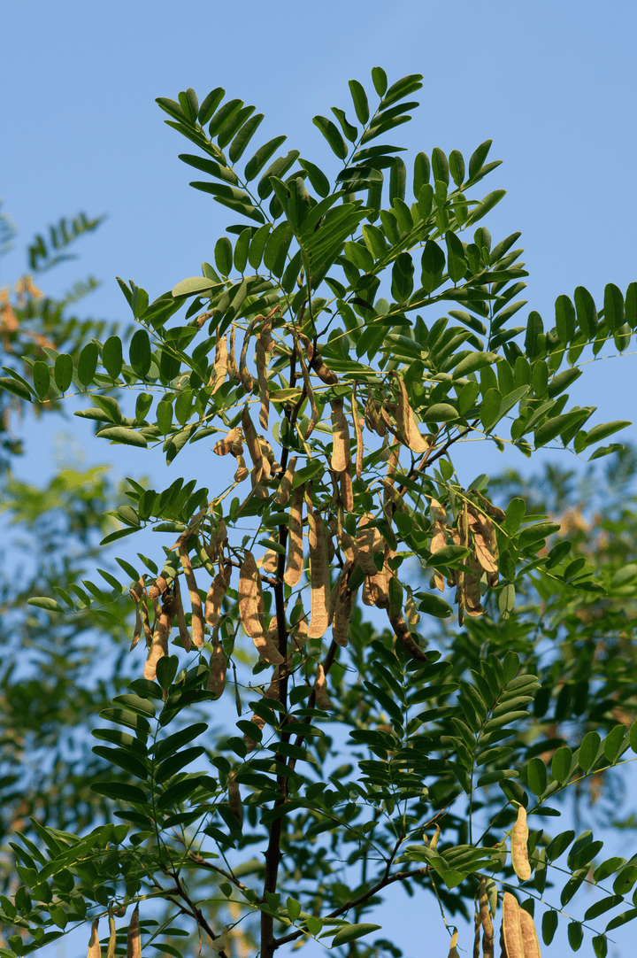 Do not let rabbits eat Black Locust; it is poisonous.