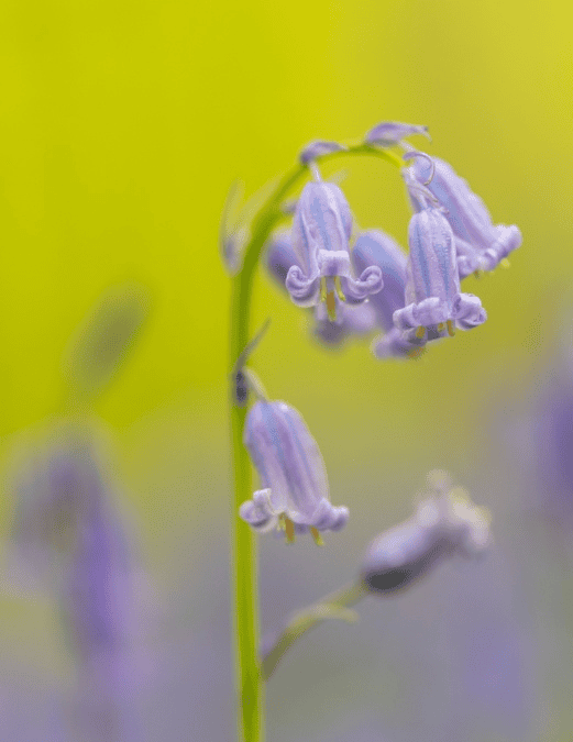Rabbits should not touch Bluebells; toxic plant.
