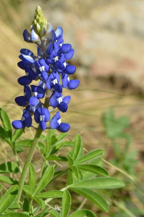 Bluebonnet flowers: toxic to pets.