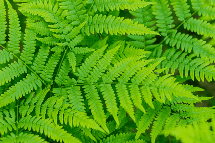Poisonous Bracken fern: do not feed to rabbits!