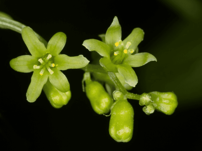 Toxic Bryony; never offer this to rabbits.