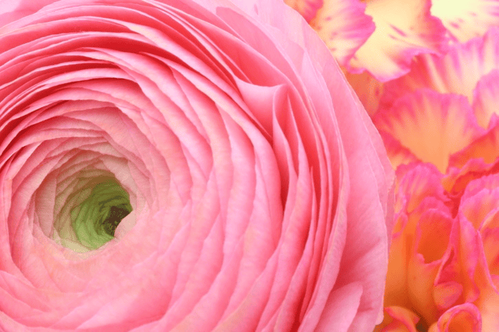 Buttercup plant: yellow flowers, toxic to pets.