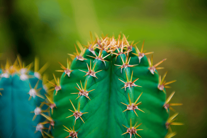 Sharp cactus thorn, dangerous for rabbits.