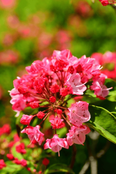 Never feed Calico Bush to rabbits; it is poisonous.