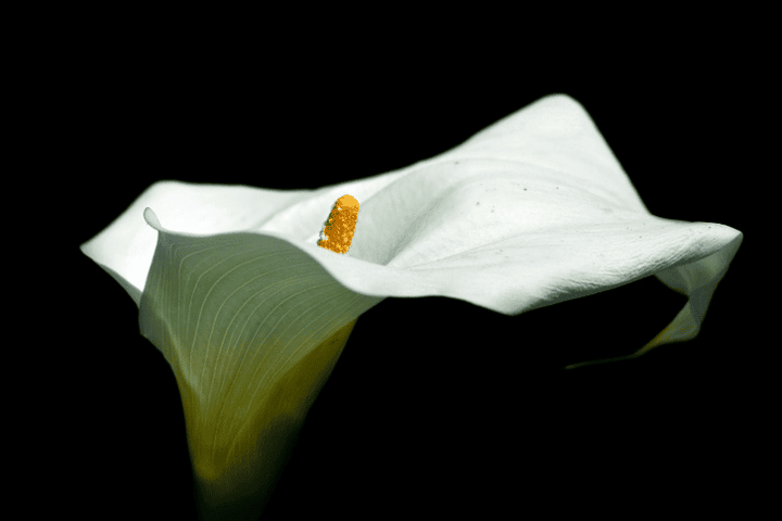 Calla Lily is toxic to rabbits—keep it away from the pen.