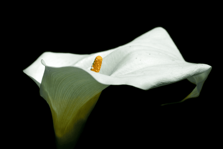 Toxic calla lily for rabbits and pets