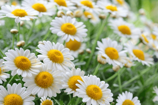 Camomile as a sometimes snack for rabbits; keep servings tiny.