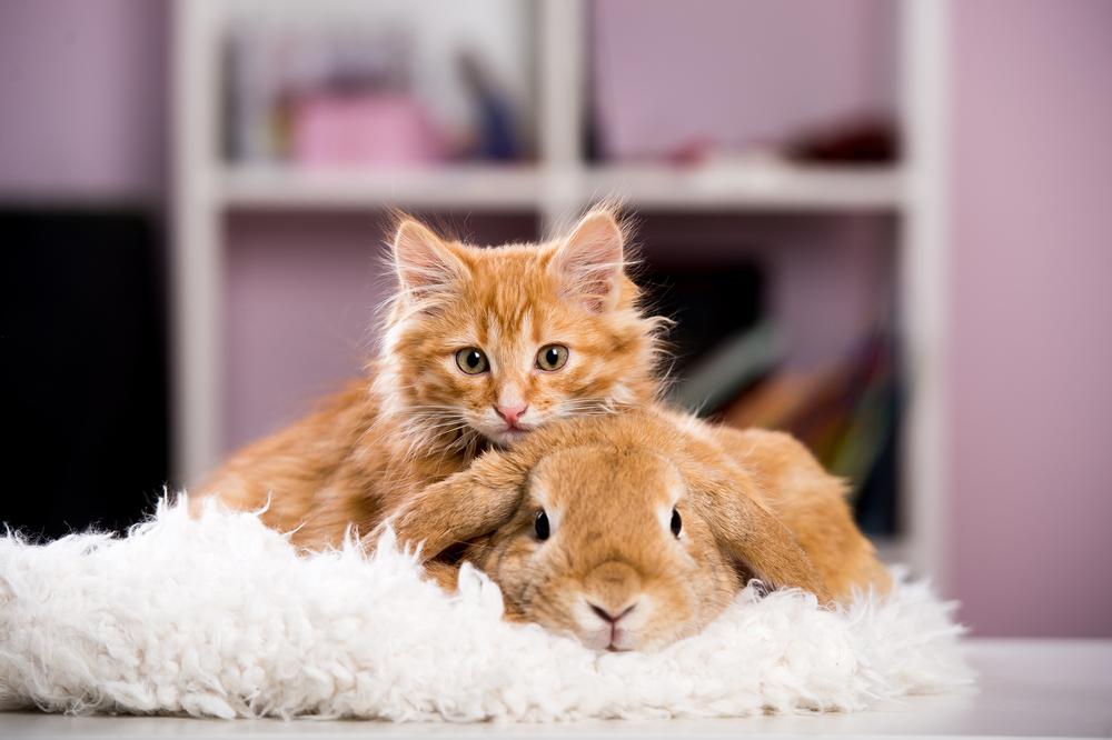 An orange kitten and brown rabbit cuddle together.
