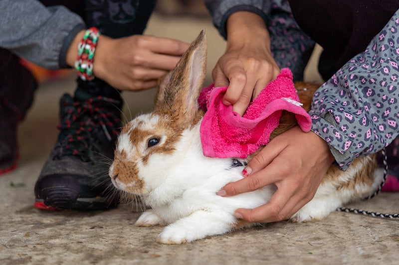 two people gently spot cleaning a brown and white rabbit