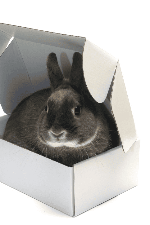 Cardboard treat for rabbits