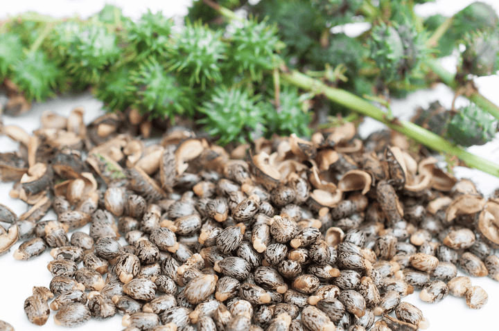 Do not let rabbits eat Castor Bean; it is poisonous.