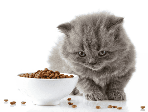 Do not put Cat Food in a rabbit bowl—not meant for bunnies.