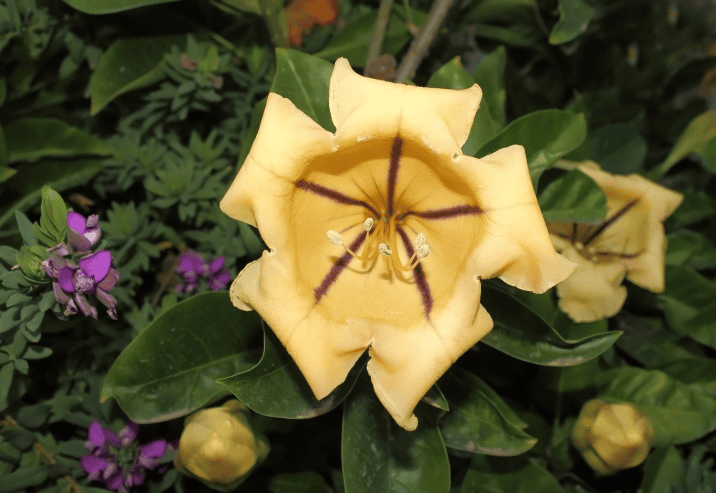 Do not let rabbits eat Chalice vine; it is poisonous.