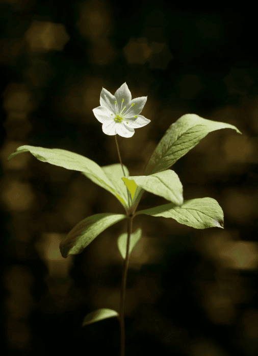 Chickweed: only an occasional rabbit treat, in small amounts.