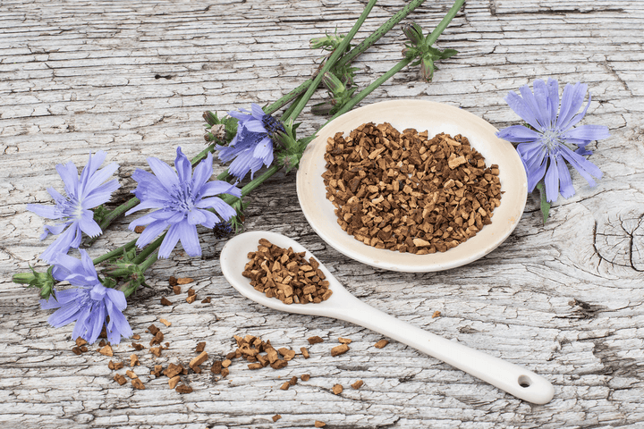 Chicory: fine for rabbits in limited daily amounts with hay.